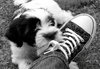 Puppy Love