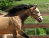 Horses at play 1