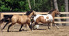 Horses at play 3