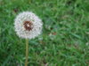 Dandelion  4