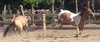 Horses at play 5