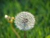 Dandelion  1