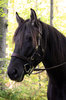 Autumn Horses 1