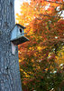 Autumn in Ontario 2
