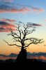 The Old Crow Tree