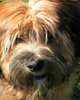 Tibetan Terrier Puppy 1