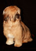 Tibetan Terrier 2
