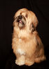 Tibetan Terrier 4