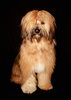 Tibetan Terrier 7