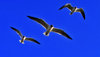 seagulls