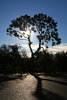 Morning Tree