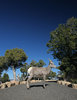 Big Horn Sheep