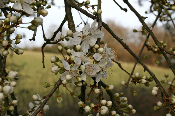 Spring Sussex