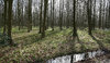 Spring wood