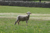 Lamb