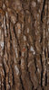 Tree bark