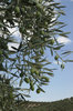 Olive tree