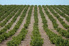 Vineyard