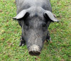 Black pig