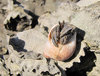 Hermit Crab