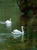 Spring of river Bosnia