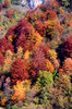 autumn 2