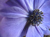 Blue Anenome