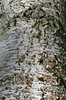 Birch bark