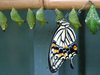 Swallowtail