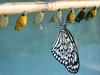 Paperlace butterfly