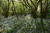 Bluebell woodland