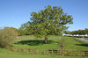 Captured tree