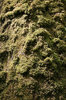 Moss