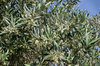 Olive flowers
