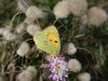 Butterfly and grassheads