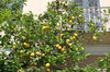 Lemon tree