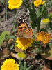 Painted lady