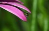 Raindrops on flower