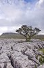 Hawthorn Tree