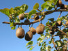 kiwi tree 2