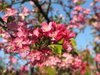 blooming tree 2