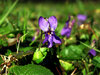 wild violet