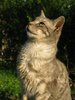 domesic cat 2