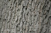 Oak bark