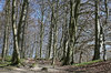 Beech woodland