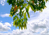 Summer Leaves