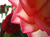 rose1