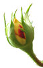 rose3