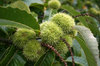 Sweet chestnuts
