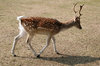 Sika deer